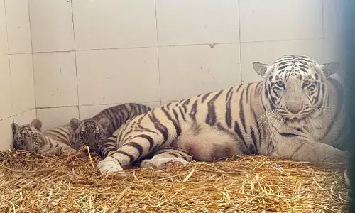 छतबीड़ चिड़ियाघर का हिस्सा बने दो नन्हे टाइगर ‘अभय’ और ‘आरियन’ छतबीड़ चिड़ियाघर का हिस्सा बने दो नन्हे टाइगर ‘अभय’ और ‘आरियन’