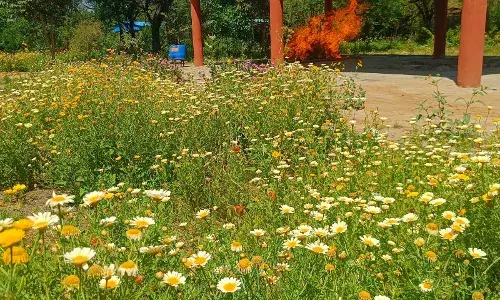 RAAH GROUP-तलवंडी राणा की श्मशान भूमि बनी पर्यटन स्थल RAAH GROUP-तलवंडी राणा की श्मशान भूमि बनी पर्यटन स्थल