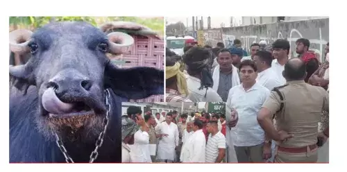 KARNAL NEWS-करनाल में 35 से ज्यादा भैंसों की मौत