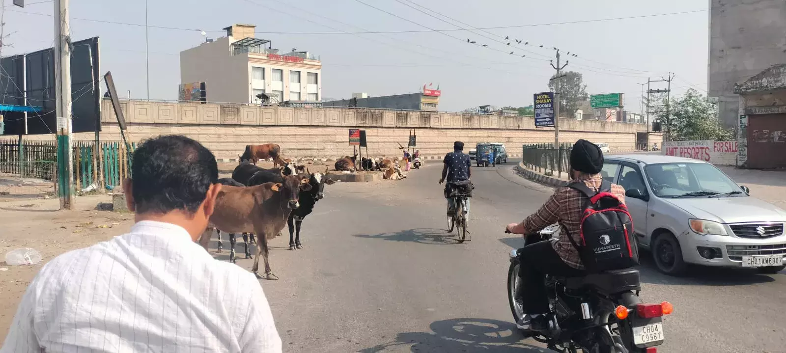 जीरकपुर में लावारिस पशुओं से लोग परेशान,प्रशासन सोया कुम्भकर्णी नींद जीरकपुर में लावारिस पशुओं से लोग परेशान,प्रशासन सोया कुम्भकर्णी नींद